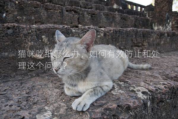 猫咪吃纸怎么办，如何有效防止和处理这个问题？