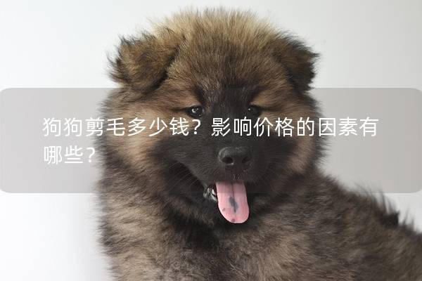 狗狗剪毛多少钱？影响价格的因素有哪些？