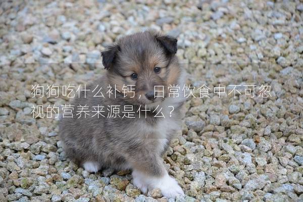狗狗吃什么补钙，日常饮食中不可忽视的营养来源是什么？
