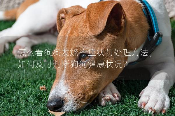 怎么看狗狗发烧的症状与处理方法，如何及时判断狗狗健康状况？