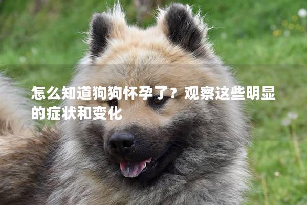 怎么知道狗狗怀孕了？观察这些明显的症状和变化