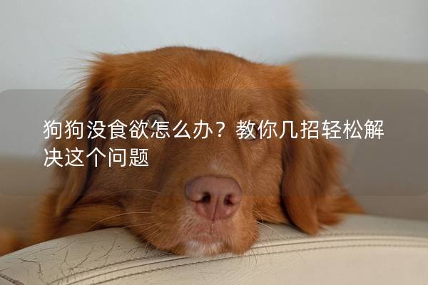 狗狗没食欲怎么办？教你几招轻松解决这个问题
