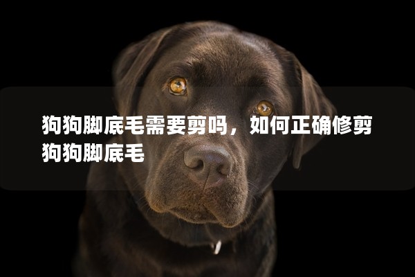 狗狗脚底毛需要剪吗，如何正确修剪狗狗脚底毛