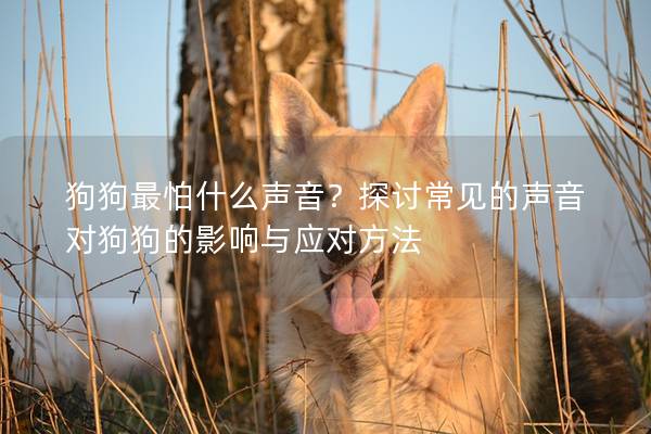 狗狗最怕什么声音？探讨常见的声音对狗狗的影响与应对方法