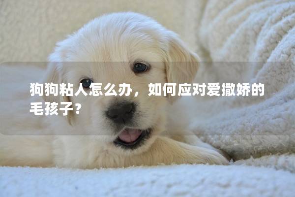 狗狗粘人怎么办，如何应对爱撒娇的毛孩子？