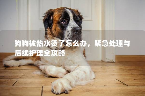 狗狗被热水烫了怎么办，紧急处理与后续护理全攻略