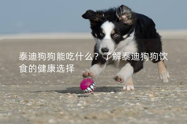 泰迪狗狗能吃什么？了解泰迪狗狗饮食的健康选择