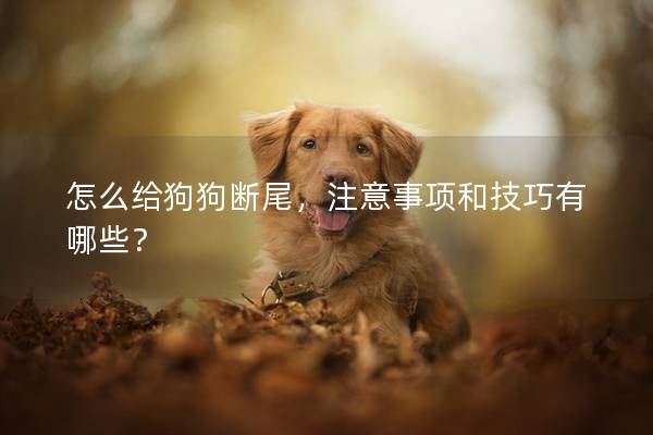 怎么给狗狗断尾，注意事项和技巧有哪些？