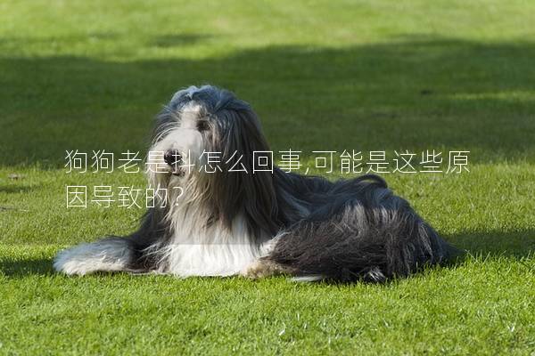 狗狗老是抖怎么回事,可能是这些原因导致的? 狗狗老是抖怎么回事,可能是这些原因导致的?