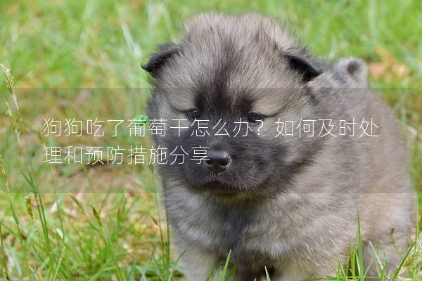 狗狗吃了葡萄干怎么办？如何及时处理和预防措施分享