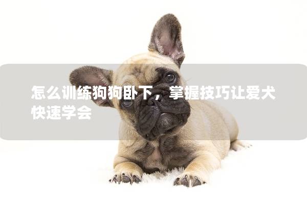 怎么训练狗狗卧下，掌握技巧让爱犬快速学会