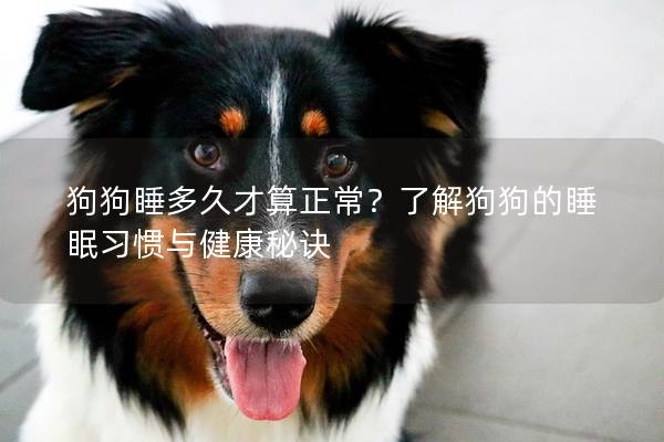 狗狗睡多久才算正常？了解狗狗的睡眠习惯与健康秘诀