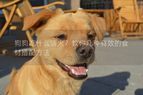 狗狗吃什么清火？教你几种有效的食材搭配方法