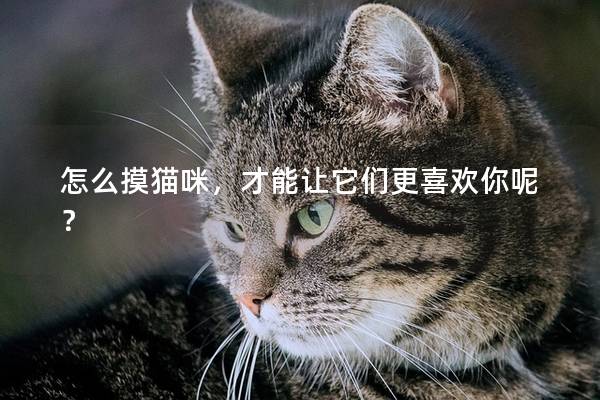 怎么摸猫咪，才能让它们更喜欢你呢？