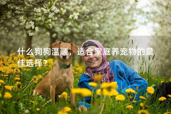 什么狗狗温顺，适合家庭养宠物的最佳选择？