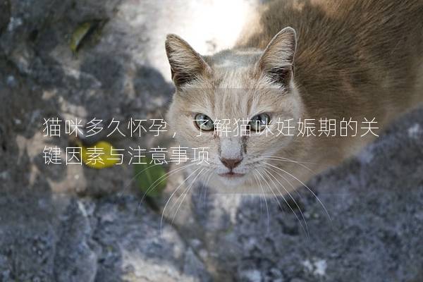 猫咪多久怀孕，了解猫咪妊娠期的关键因素与注意事项