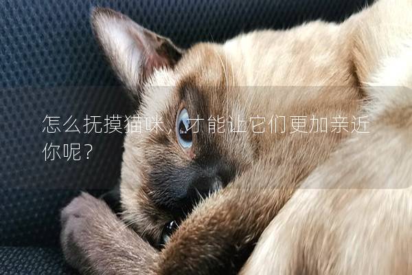 怎么抚摸猫咪，才能让它们更加亲近你呢？