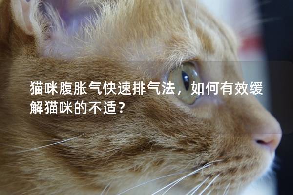 猫咪腹胀气快速排气法，如何有效缓解猫咪的不适？