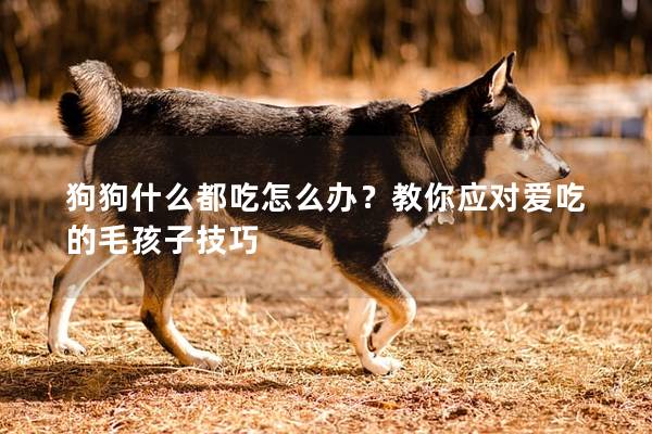 狗狗什么都吃怎么办？教你应对爱吃的毛孩子技巧