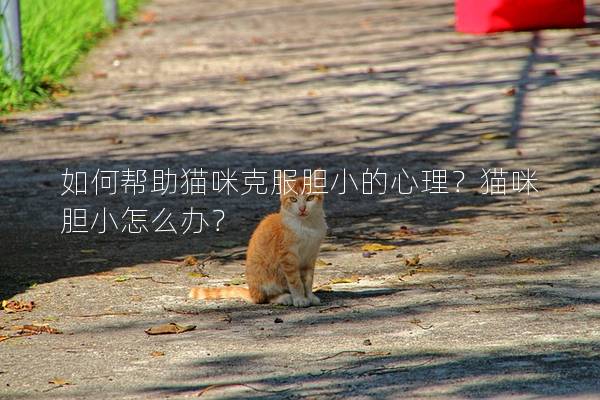 如何帮助猫咪克服胆小的心理？猫咪胆小怎么办？