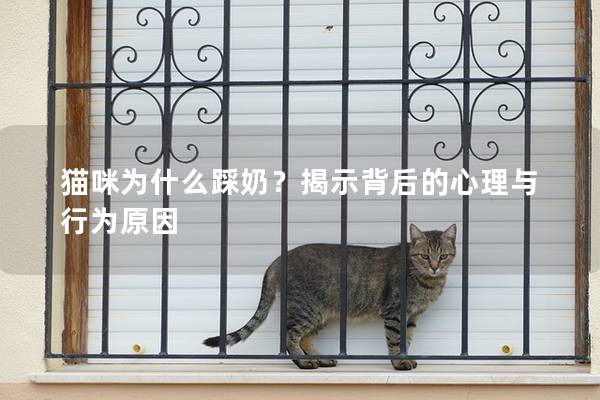 猫咪为什么踩奶？揭示背后的心理与行为原因