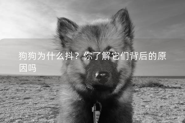 狗狗为什么抖？你了解它们背后的原因吗