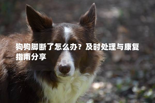 狗狗脚断了怎么办？及时处理与康复指南分享