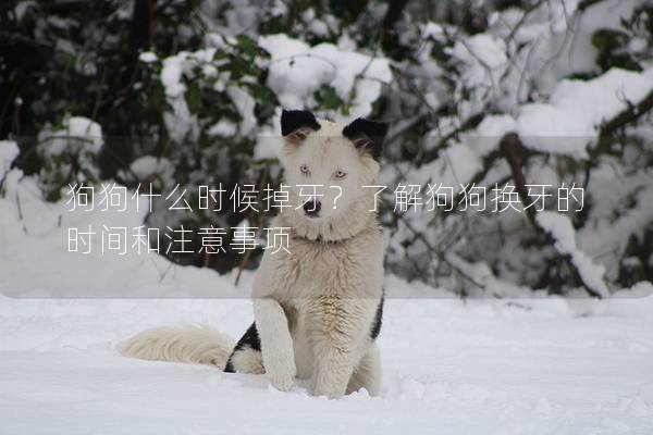 狗狗什么时候掉牙？了解狗狗换牙的时间和注意事项