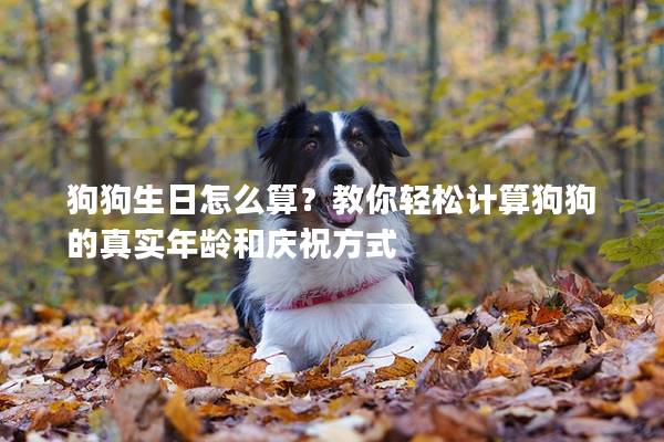 狗狗生日怎么算？教你轻松计算狗狗的真实年龄和庆祝方式