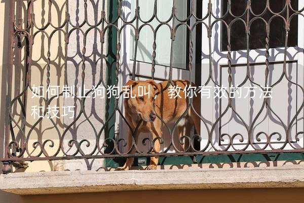 如何制止狗狗乱叫,教你有效的方法和技巧 如何制止狗狗乱叫,教你有效的方法和技巧