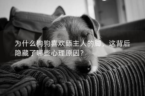 为什么狗狗喜欢舔主人的脚，这背后隐藏了哪些心理原因？