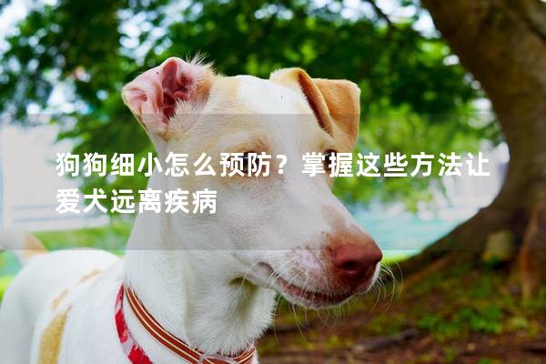 狗狗细小怎么预防？掌握这些方法让爱犬远离疾病