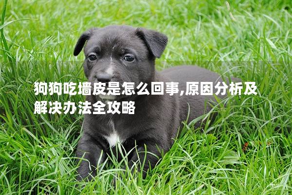 狗狗吃墙皮是怎么回事,原因分析及解决办法全攻略