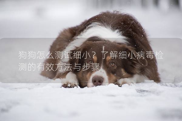 狗狗怎么测试细小？了解细小病毒检测的有效方法与步骤