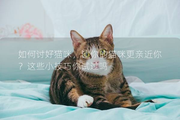 如何讨好猫咪，让你的猫咪更亲近你？这些小技巧你试过吗