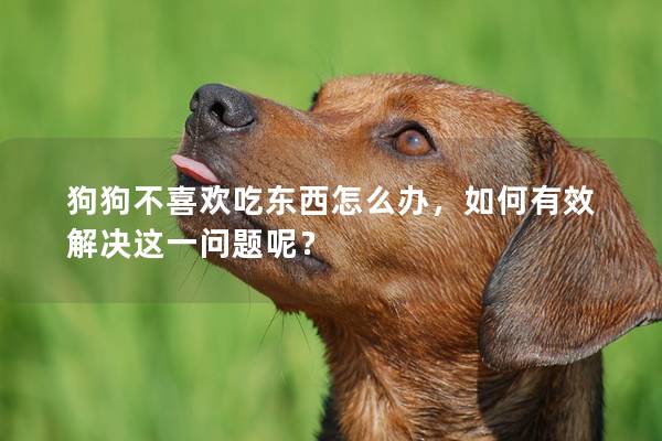 狗狗不喜欢吃东西怎么办，如何有效解决这一问题呢？