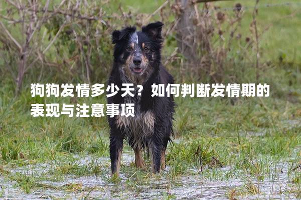 狗狗发情多少天？如何判断发情期的表现与注意事项