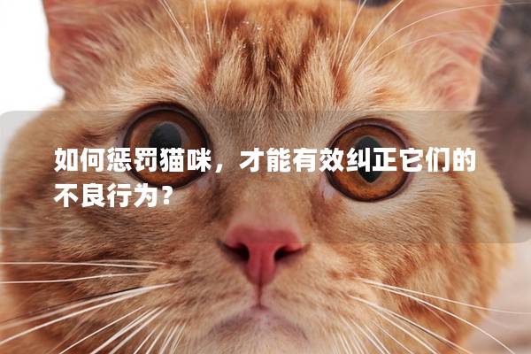 如何惩罚猫咪，才能有效纠正它们的不良行为？