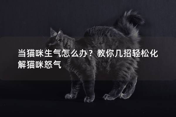 当猫咪生气怎么办？教你几招轻松化解猫咪怒气