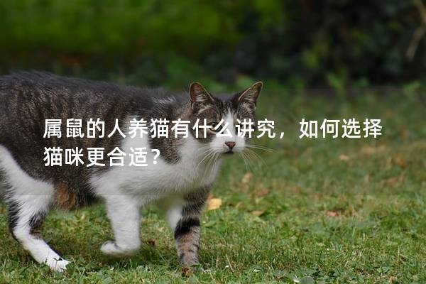 属鼠的人养猫有什么讲究,如何选择猫咪更合适? 属鼠的人养猫有什么讲究,如何选择猫咪更合适?