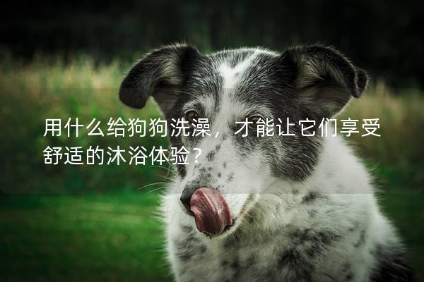 用什么给狗狗洗澡，才能让它们享受舒适的沐浴体验？