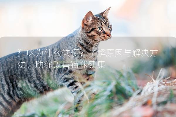 猫咪为什么软便？了解原因与解决方法，助你改善猫咪健康