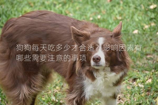 狗狗每天吃多少才合适？影响因素有哪些需要注意的事项