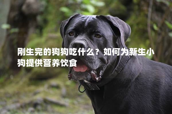 刚生完的狗狗吃什么？如何为新生小狗提供营养饮食