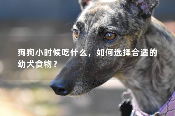 狗狗小时候吃什么，如何选择合适的幼犬食物？