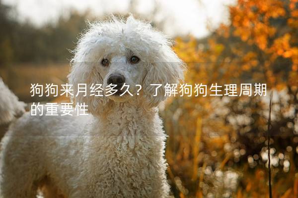 狗狗来月经多久？了解狗狗生理周期的重要性