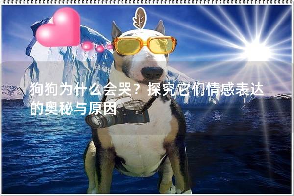 狗狗为什么会哭?探究它们情感表达的奥秘与原因 狗狗为什么会哭?探究它们情感表达的奥秘与原因