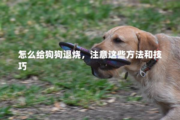 怎么给狗狗退烧，注意这些方法和技巧