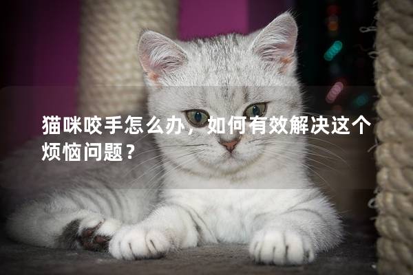 猫咪咬手怎么办，如何有效解决这个烦恼问题？