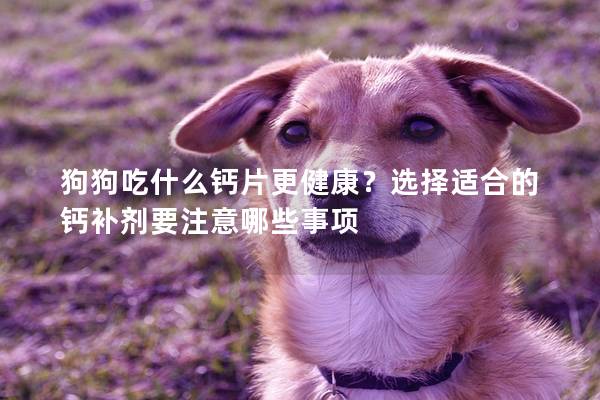 狗狗吃什么钙片更健康?选择适合的钙补剂要注意哪些事项 狗狗吃什么钙片更健康?选择适合的钙补剂要注意哪些事项